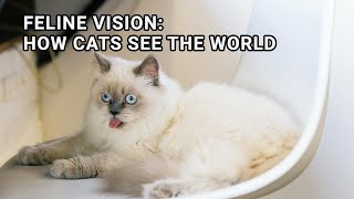 Feline Vision: How Cats See the World