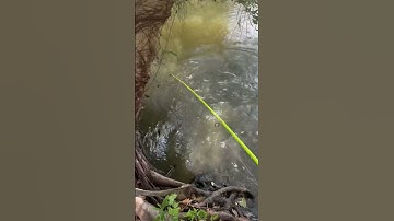 Săn cá tra khủng ở Vĩnh Thuận #fishing #mientay