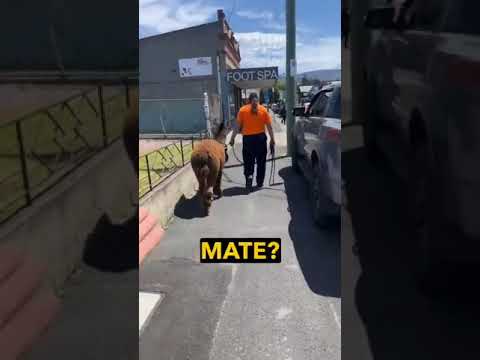 Most Aussie Interaction Of All Time