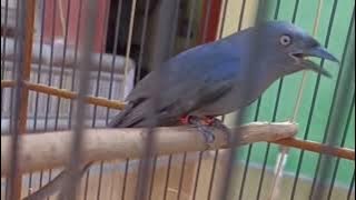 Masteran Juara Srigunting Abu Abu full Variasi Suara Tembakan Terbaik 16 Desember 2025