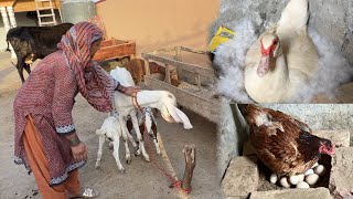 Ammi Ne Aaj Pehli Baar Bakri Ke Bache Dekhe | Duck Kurak Ho Gyi