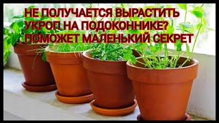 Не получается вырастить укроп на подоконнике? Поможет маленький секрет