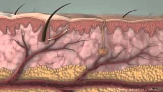 How Cells Communicate In Their Internal Environment