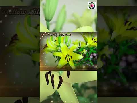 Yellow Lily Flowers, Ý nghĩa của loài HOA LY VÀNG, hình ảnh hoa ly vàng đẹp,#Shorts