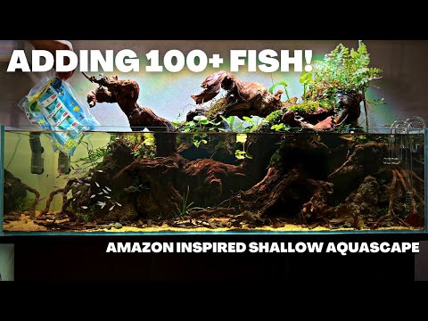 ADDING 100+ FISH TO MY AMAZON INSPIRED NATURAL STYLE AQUASCAPE