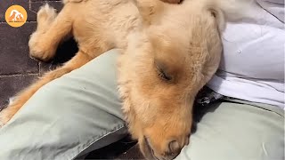 She Rescued a “Worthless” Dwarf Horse—Now George Is a Flying Marshmallow of Joy