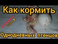 Как кормить новорожденных птенцов голубей.Легко даже для новичка.How to feed newborn pigeon chicks