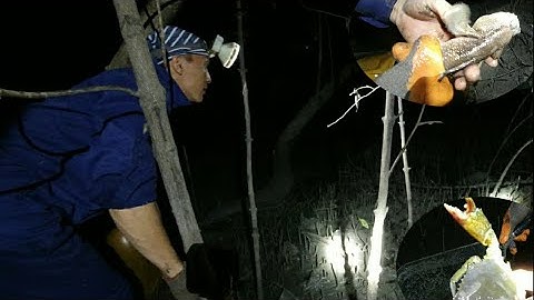 Soi Đêm Ở Vedan l Dính Cua Biển Và Cá Thòi Lòi Siêu To l Nghiệp Vũng Tàu Vlog #56