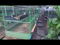 Housing design for commercial production of philippine native chicken  native chicken farming