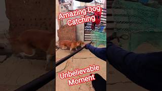 Unbelievable Moment Dog Catch #citystreetdogcatching #dog #ytviral #shorts #animals