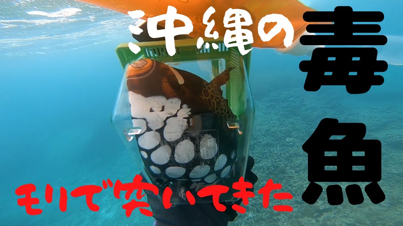 沖縄 青の洞窟シュノーケリング 毒魚モンガラカワハギを突く 関西お魚突き112 Youtube