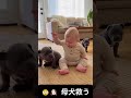 😳🐶 母犬救う | Rescuing the mother dog #youtubeshorts #funny #cute #baby