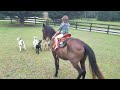 Matthias Riding Starlight Neckreining &amp; Herding Goats!