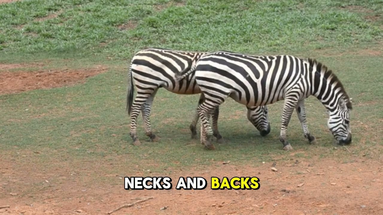 Простая и понятная инструкция для повседневной жизни зебры.