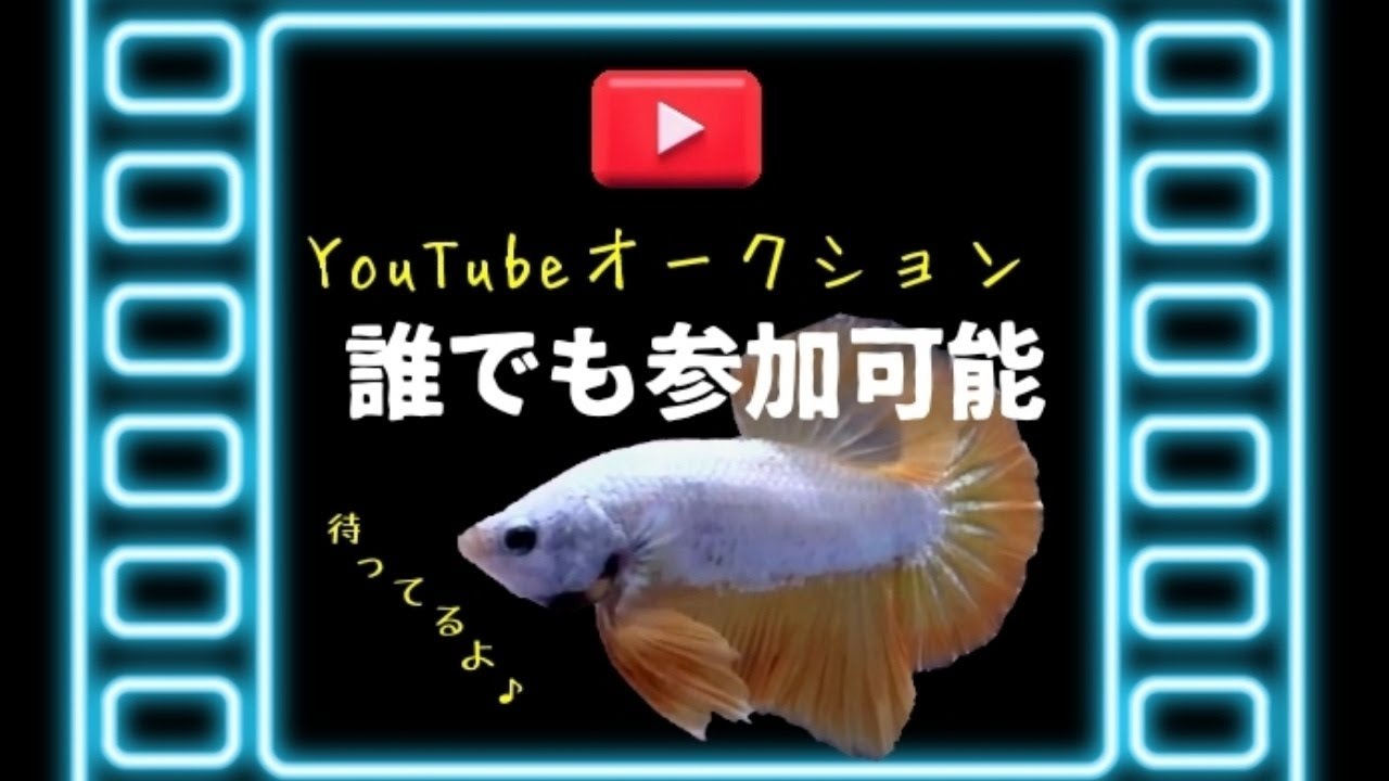 閲覧注意 金魚の腹水病 解剖 Youtube
