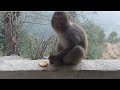 One-Handed Monkey Baby’s Sweet Orange Sharing Moment Goes Viral❤#monkey#animals#wild #trendingvideo 