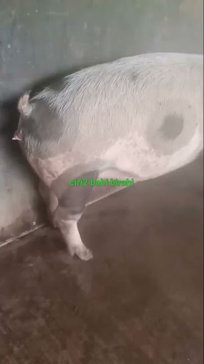 ciri-ciri babi birahi