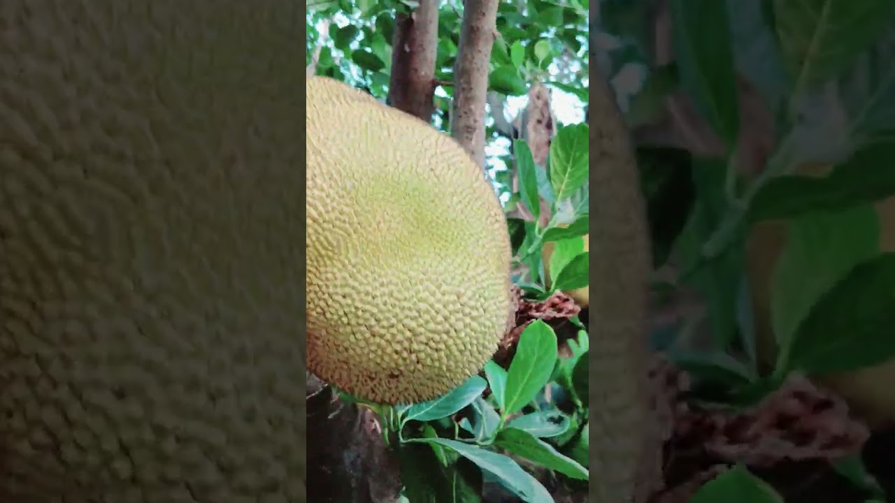 My Jackfruit tree in my Village 