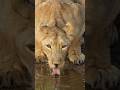 lioness drinking water #lion #shorts