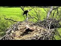 Decorah Eagles North Nest - Both Eaglets Have Passed Away