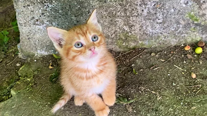 Watch the video about Incredibly beautiful little cute Kittens. These Kittens love to play. 😍