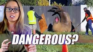 Neil The Seal Is Back... And At Risk? A Marine Biologist Reacts
