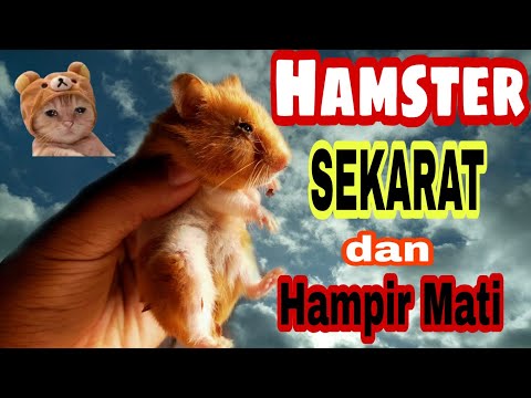 Video: Hamster Sakit Dengan Apa