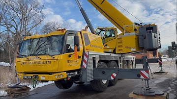Cutting Down a MASSIVE OAK TREE in 4 Minutes..