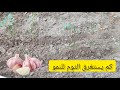 كم يستغرق الثوم للنمو او الإنبات تعرف على ذلك لكل الناس الي بتسأل 