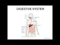DIGESTIVE SYSTEM | BIOLOGY | P.RADHIKA