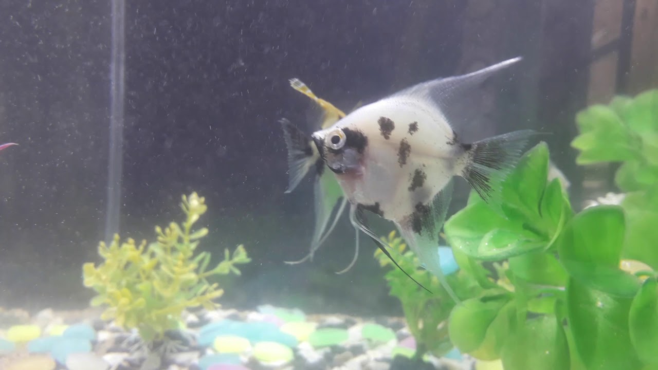 My New fish Black moor goldfish & goldfish Fish aquarium goldfish & Black moor goldfish YouTube