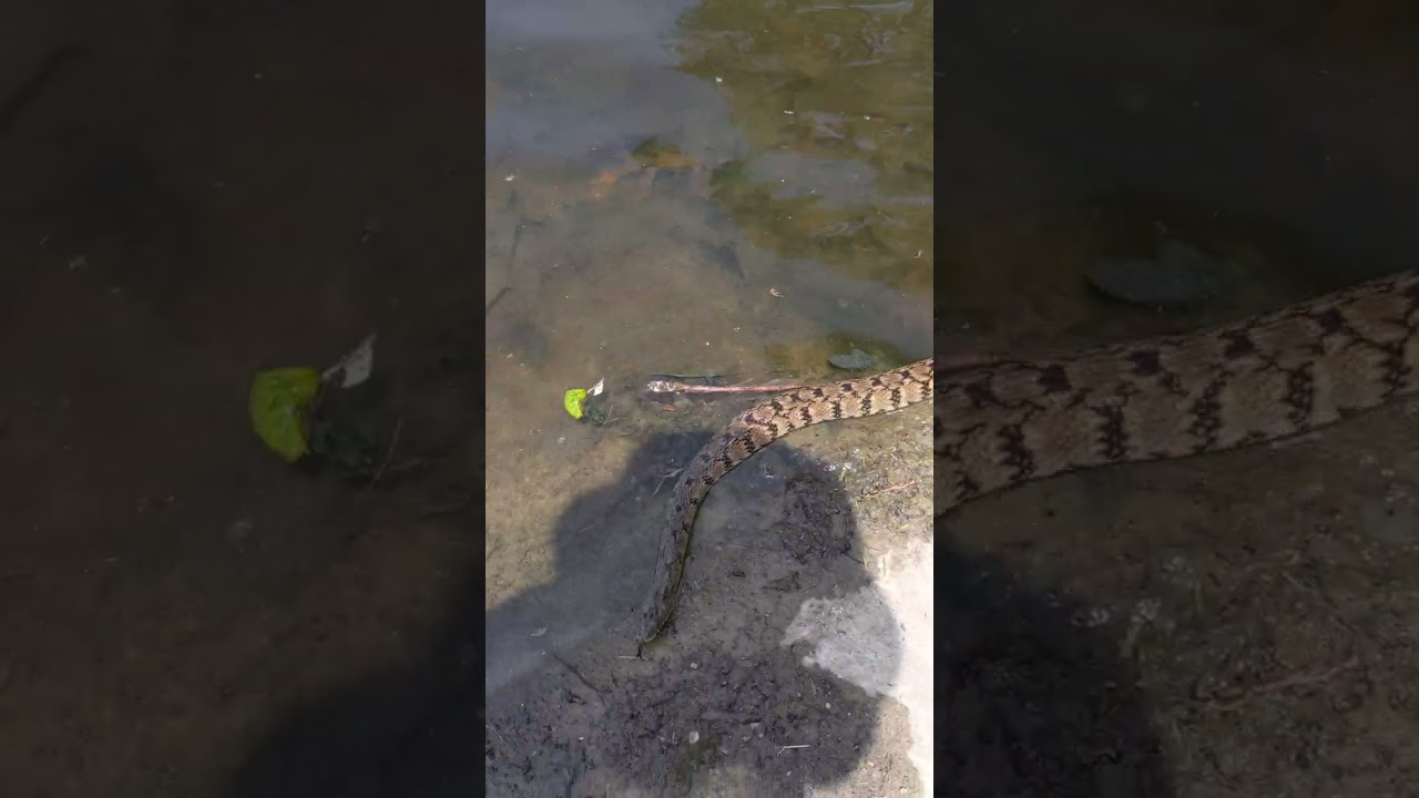 Diamondback water snake in Texas