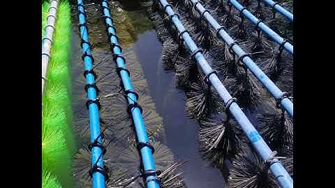 Tilapia Filtration System in Recirculating Aquaculture System (RAS)