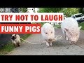 Try not to laugh  funny pigs compilation 2017