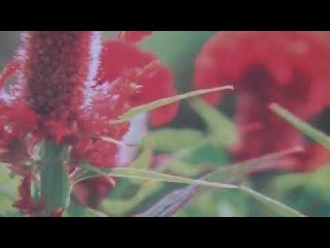 今夜このまま（あいみょんさん）カバー/Jeennu