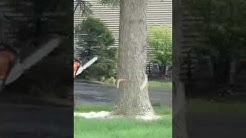 Tree Removal In Rochester NY by Exptert Tree Service