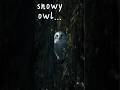 This White Owl Barely Moves… So Peaceful | Relaxing Nature Shorts#nature #owl #wildlife #willowtree