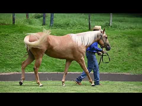 LOTE 02   ANITTA ZORREIRA LE