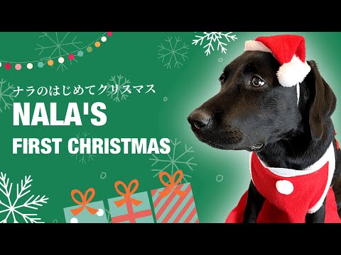 子犬 クリスマス】はじめての犬用ケーキで大喜び！黒ラブ・ナラのXmas