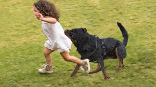 Rottweilers Are Too Vicious to be Trained!