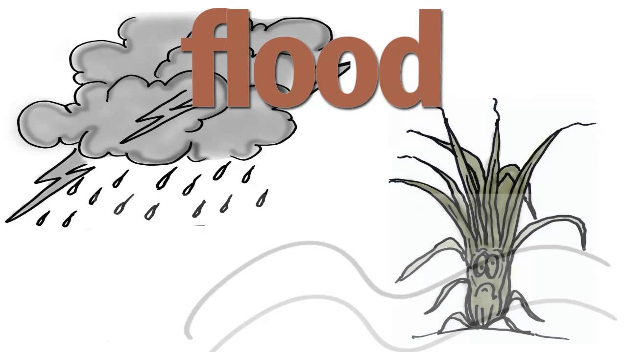 Bigas2 Hack set for 31 August-1 September