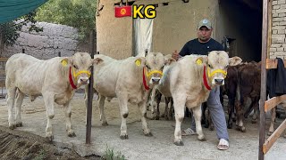 😱 KIRGSTON 🇰🇬OCHLDI 100.TALIK BUQALAR 10.800.DAN BOSHLAP.namangan.