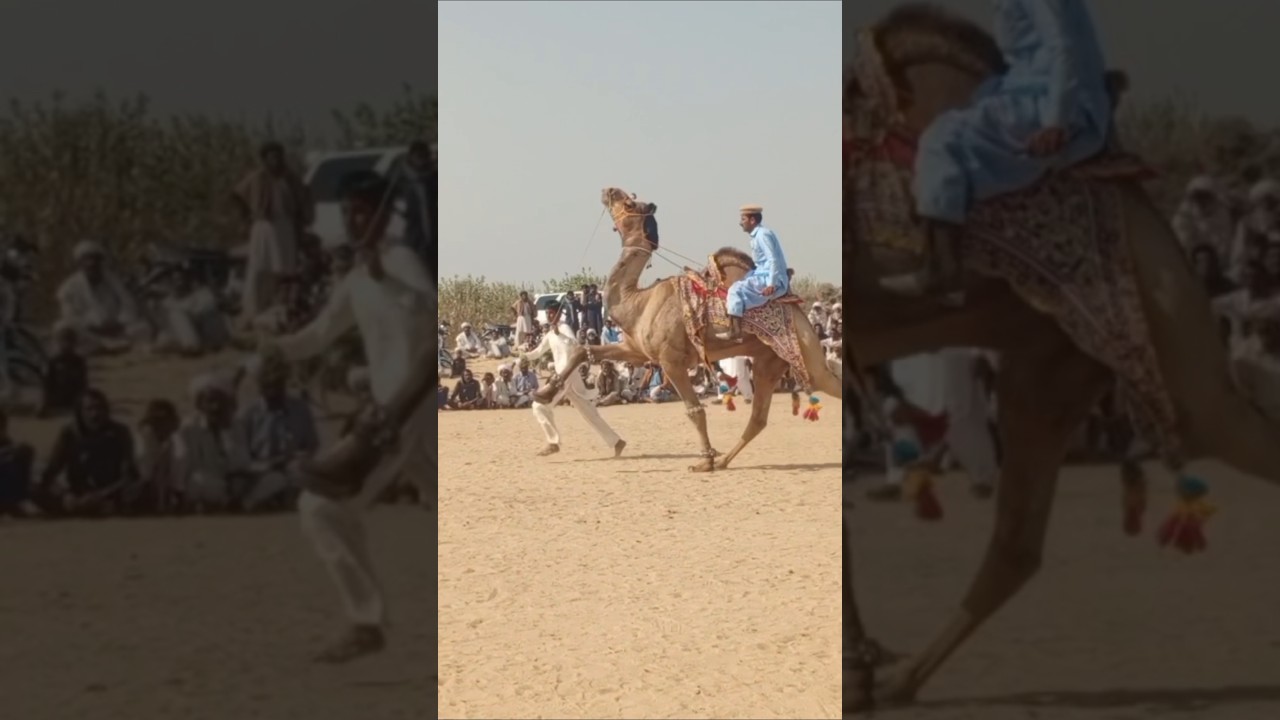 Rohi aman Mela" camel dance video 2024 