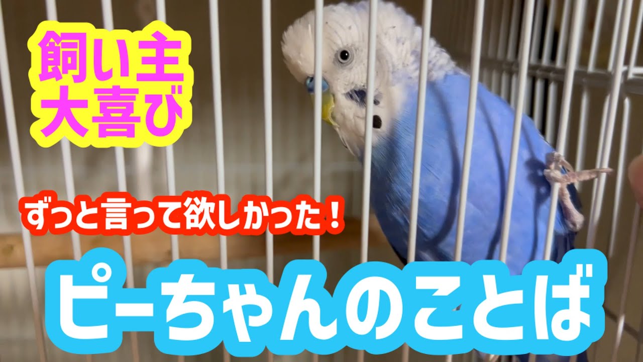 ぴーちゃん様用です•*¨*•.¸¸♬︎ 飼い主大喜び！ずっと言って欲しかったピーちゃんのことば - YouTube