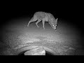 Timid Coyote