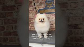 Doggy Daily Episode 230: ElizabethTaylor the Pomeranian  #pomeranian #doggrooming