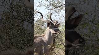 Majestic Kudu #Animals #Nature #Amazing #Wildlife #Latest