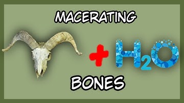 How to clean bones via maceration