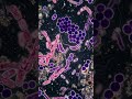 What are prokaryotic cells? | Biological Science | #Q&A | #GK | #Shorts