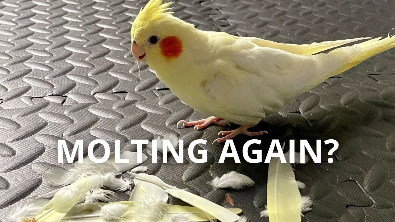 How Many Times Does A Cockatiel Molt Per Year